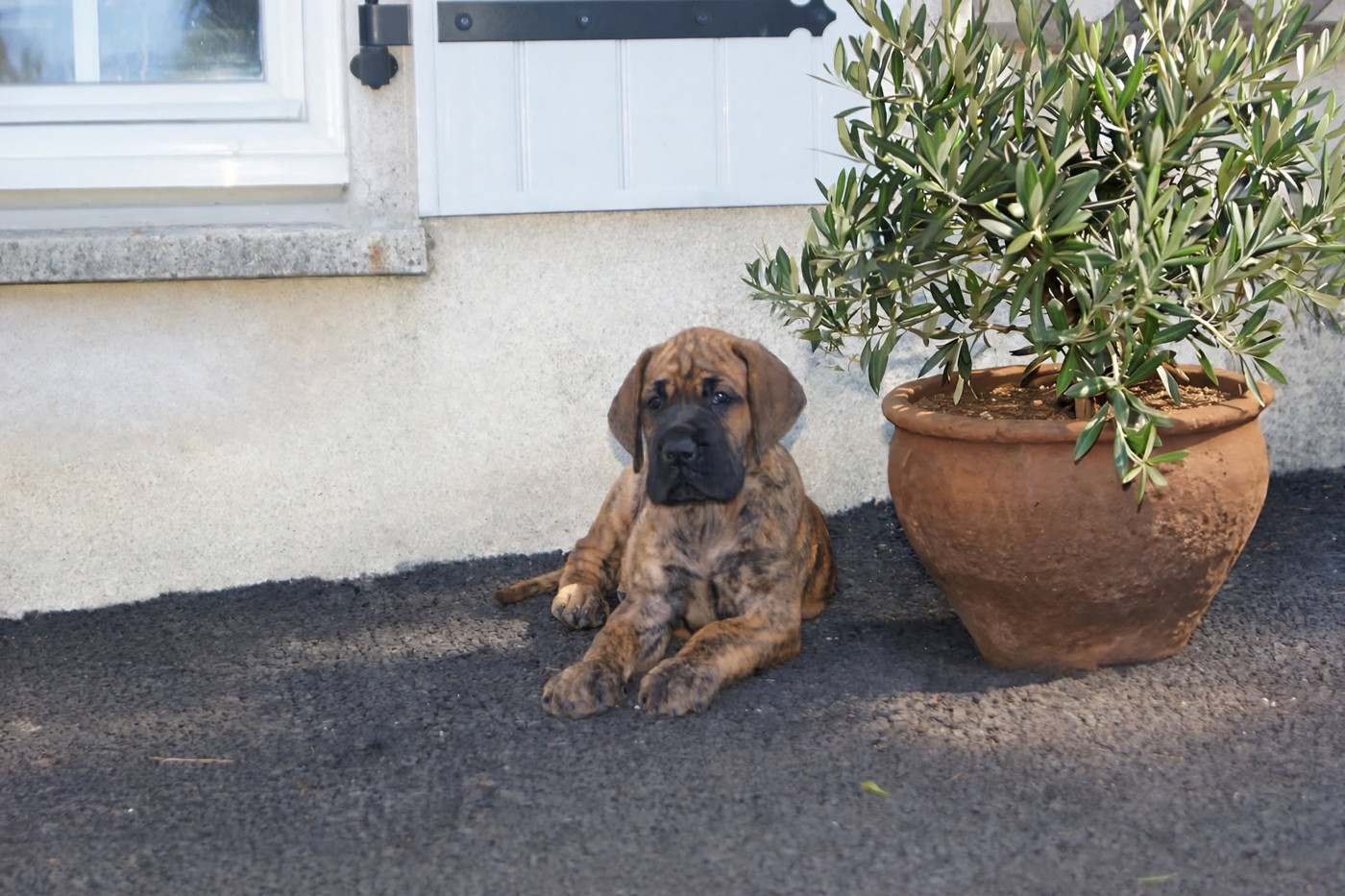 Du Mont De L'Amour D'Hatea - Chiots disponibles - Dogue allemand