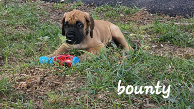 BOUNTY