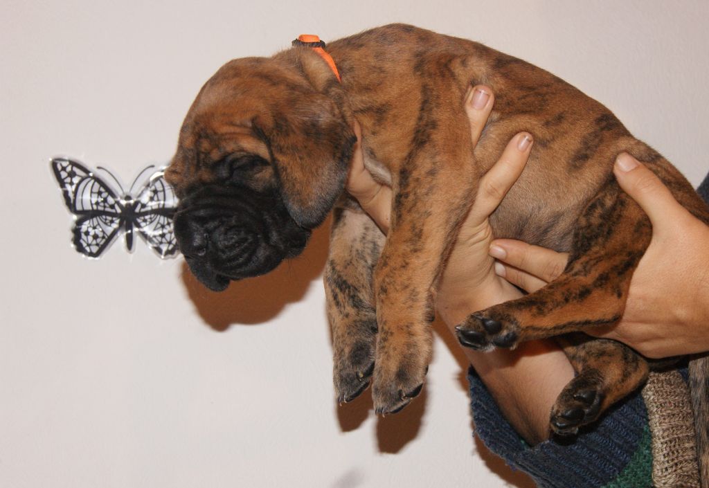 Du Mont De L'Amour D'Hatea - Chiots disponibles - Dogue allemand