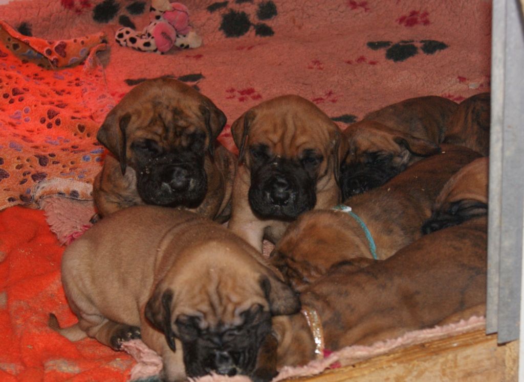 Chiot Dogue allemand Du Mont De L'Amour D'Hatea